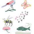 01_josephine_warfelmann_ccarolineseidler.com_NIU-Tiere