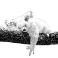 177-kerstin-lu-carolineseidler_kalender_24_koala