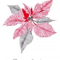sarah-egbert-carolineseidler-com-poinsettia