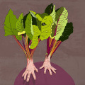 008-karim-blanc-carolineseidler.com-food-Mangold-hands