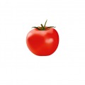 189-tibo-exenberger-carolineseidler-com-tomate